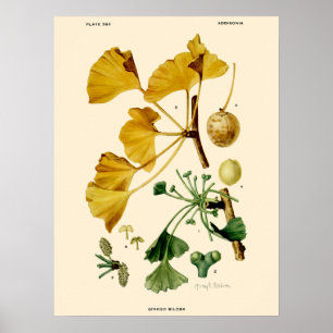  Ginkgo Biloba Botanische illustratie Poster