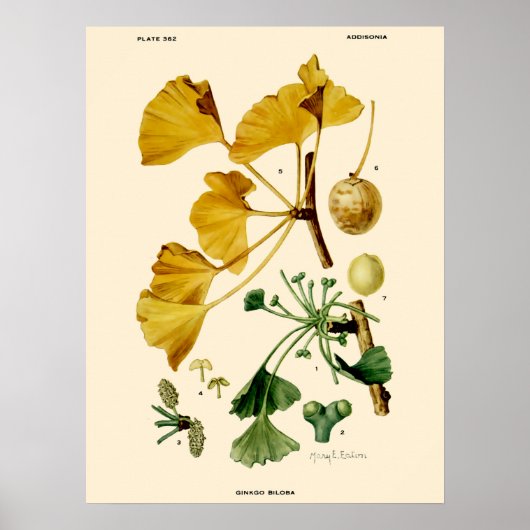 Ginkgo Biloba Botanische illustratie Poster (Voorkant)