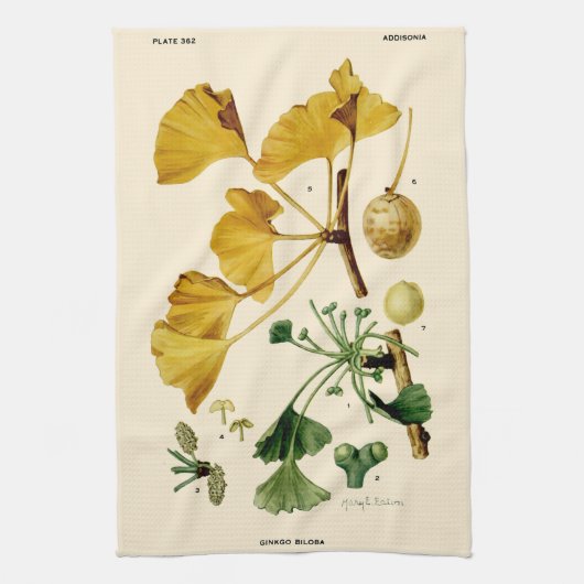  Ginkgo Biloba Botanische illustratie Theedoek (Verticaal)