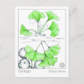 Ginkgo biloba medicinale kruid studie briefkaart (Voorkant)