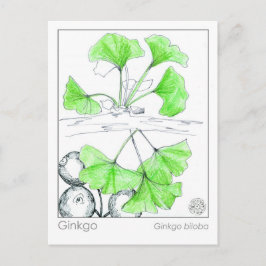 Ginkgo biloba medicinale kruid studie briefkaart