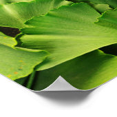 ginkgo biloba natuur plant textuur poster (Hoek)