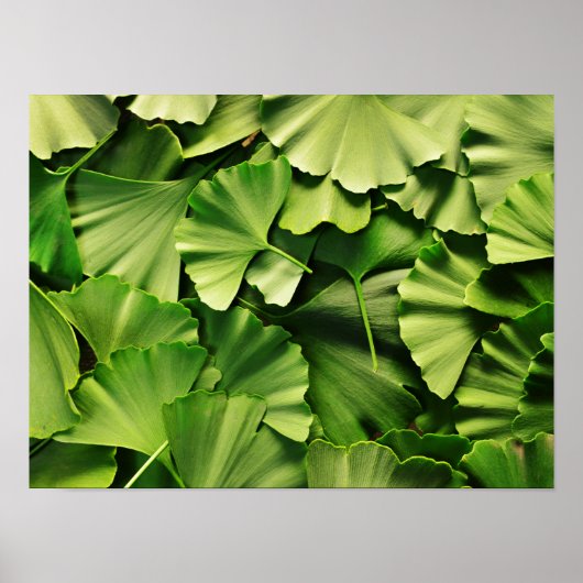 ginkgo biloba natuur plant textuur poster (Voorkant)