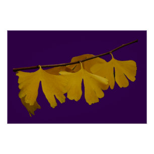 Ginkgo Biloba verlaat Poster