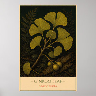 Ginkgo-blad – Vintage botanische illustratie Poster