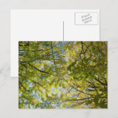 Ginkgo-bladerdak: Japan Briefkaart (Voorkant / Achterkant)