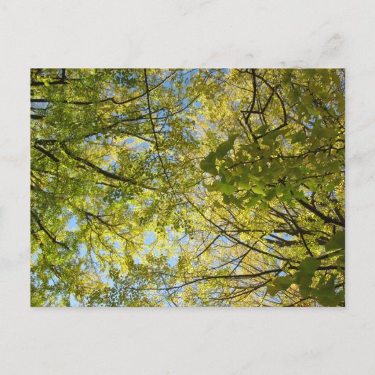 Ginkgo-bladerdak: Japan Briefkaart (Voorkant)