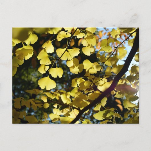 Ginkgo Bladeren in de herfst: Japan Briefkaart (Voorkant)
