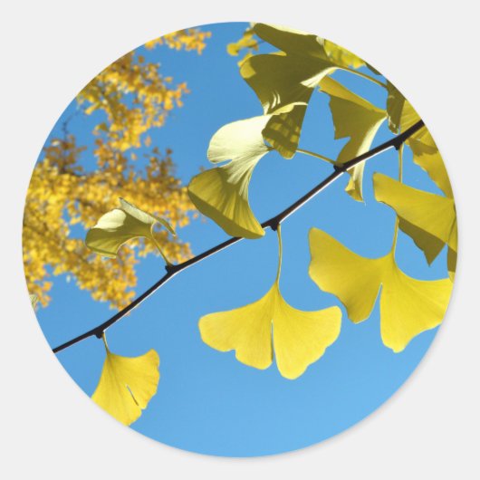 Ginkgo-bladeren in de herfst ronde sticker (Voorkant)