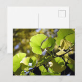Ginkgo-bladeren: Japan Briefkaart (Voorkant / Achterkant)