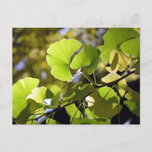 Ginkgo-bladeren: Japan Briefkaart (Voorkant)