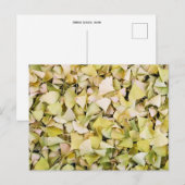 Ginkgo bladeren: Japan Briefkaart (Voorkant / Achterkant)