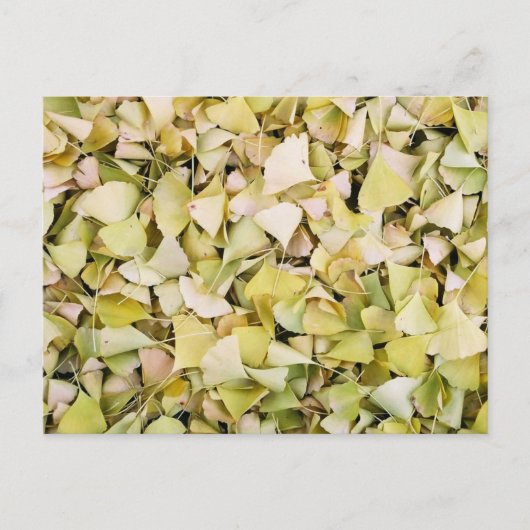 Ginkgo bladeren: Japan Briefkaart (Voorkant)