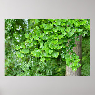 ginkgo boom met natte bladeren poster
