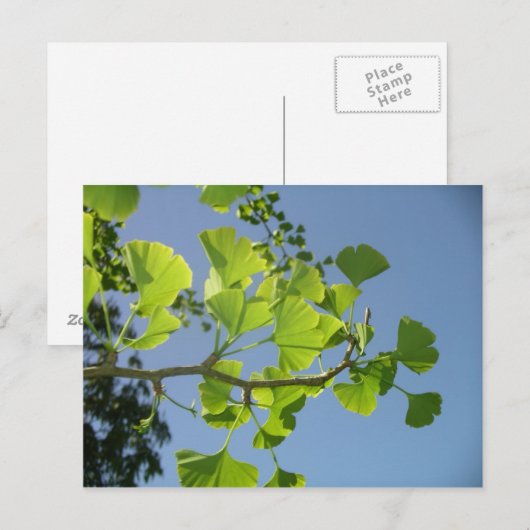 Ginkgo Briefkaart (Voorkant / Achterkant)