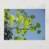 Ginkgo Briefkaart (Voorkant)