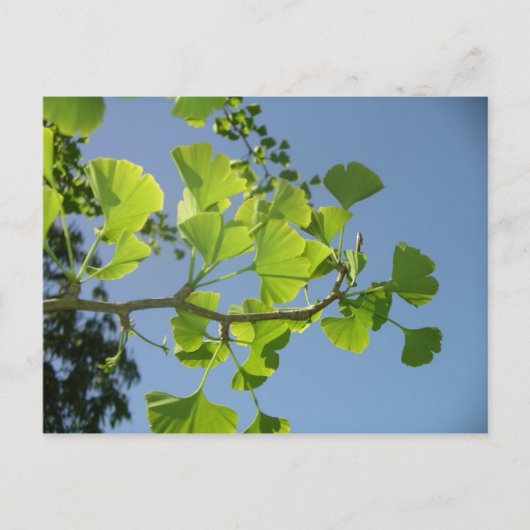 Ginkgo Briefkaart (Voorkant)