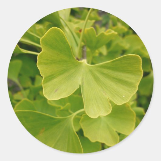 Ginkgo Butterfly Ronde Sticker (Voorkant)