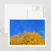 Ginkgo: Gele bladeren, blauwe hemel Briefkaart (Voorkant / Achterkant)