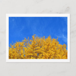 Ginkgo: Gele Bladeren, Blauwe Lucht Briefkaart