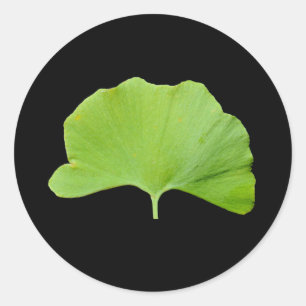 Ginkgo (Ginkgo biloba) blad Ronde Sticker