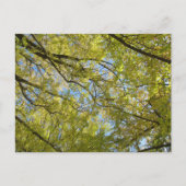 Ginkgo Leaf Canopy Briefkaart (Voorkant)