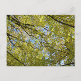 Ginkgo Leaf Canopy Briefkaart