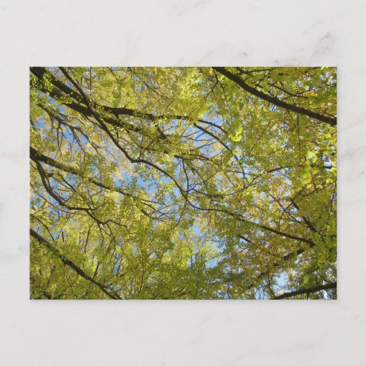 Ginkgo Leaf Canopy Briefkaart (Voorkant)
