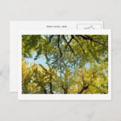 Ginkgo Leaf Canopy: Japan Briefkaart (Voorkant / Achterkant)