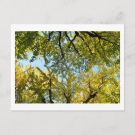 Ginkgo Leaf Canopy: Japan Briefkaart
