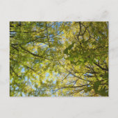 Ginkgo Leaf Canopy: Japan Briefkaart (Voorkant)