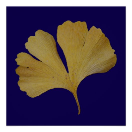 Ginkgo Leaf Poster (Voorkant)