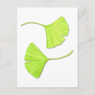 Ginkgo Leaves Botanical Art Briefkaart