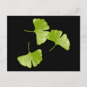 Ginkgo Leaves Briefkaart (Voorkant)