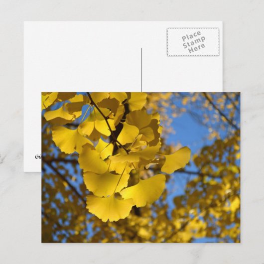 Ginkgo Leaves Briefkaart (Voorkant / Achterkant)