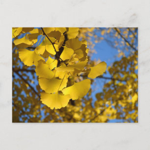 Ginkgo Leaves Briefkaart