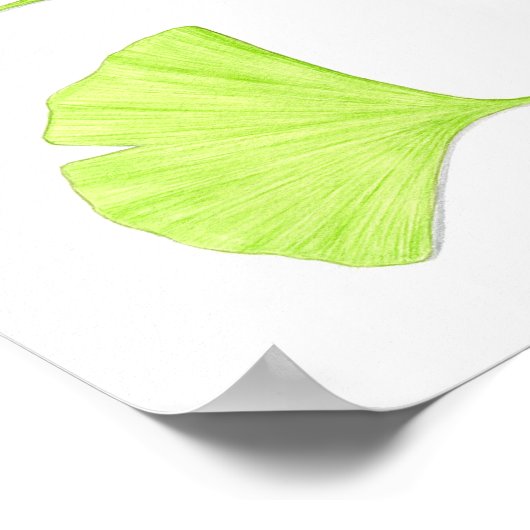 Ginkgo Leaves Fine Art Print (Hoek)