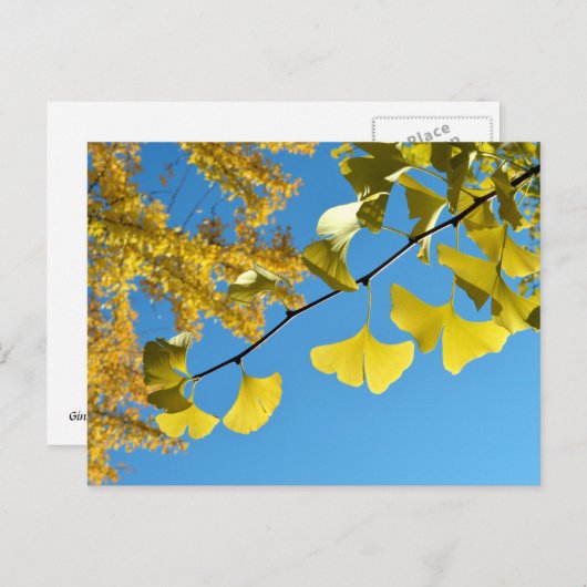 Ginkgo Leaves in de herfst Briefkaart (Voorkant / Achterkant)