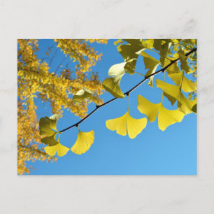 Ginkgo Leaves in de herfst Briefkaart