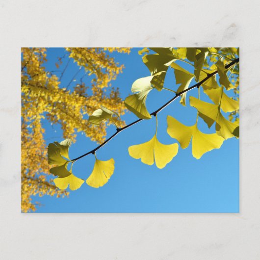 Ginkgo Leaves in de herfst Briefkaart (Voorkant)