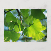 Ginkgo Leaves in Summer Briefkaart (Voorkant)