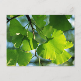 Ginkgo Leaves in Summer Briefkaart
