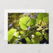 Ginkgo Leaves: Japan Briefkaart (Voorkant / Achterkant)