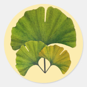 Ginkgo Leaves Ronde Sticker