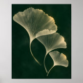 Ginkgo Light Archief Kunstprint Poster (Voorkant)