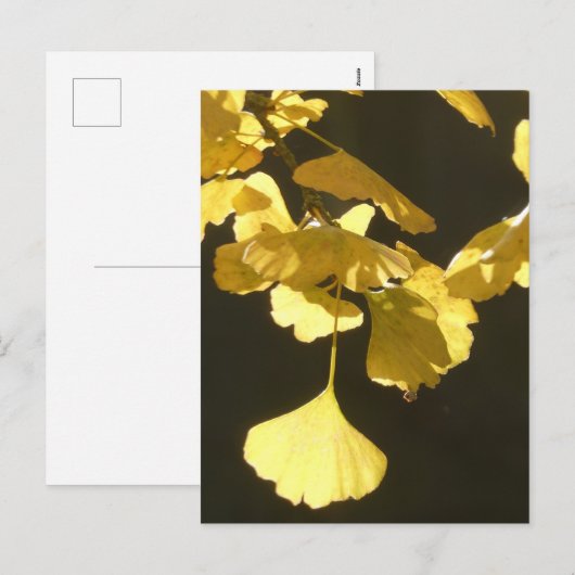 Ginkgo Sunny Autumn Leaves DIY Postcard Feestdagenkaart (Voorkant / Achterkant)
