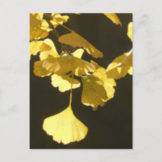 Ginkgo Sunny Autumn Leaves DIY Postcard Feestdagenkaart