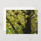 Ginkgo Tree in het najaar Briefkaart (Voorkant / Achterkant)