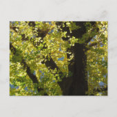 Ginkgo Tree in het najaar Briefkaart (Voorkant)
