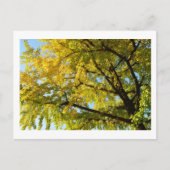 Ginkgo Tree: Japan Briefkaart (Voorkant)